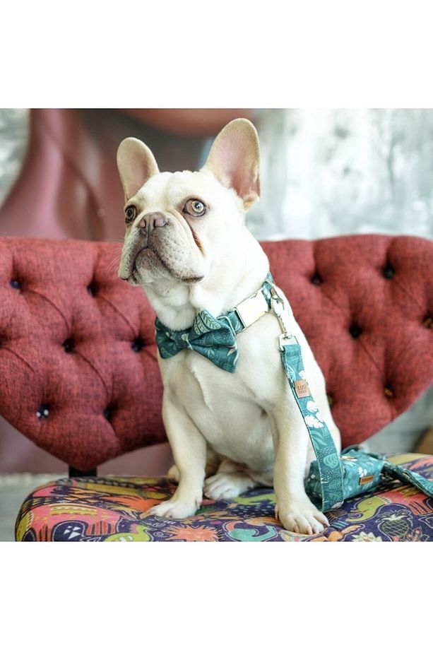 Yeşil Köpek Boyun Tasması Köpek Kaka Poşeti Çantası ve Gezdirme Kayış Seti Çiçek Desenli - 7