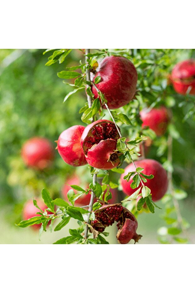 Tatlı Nar Ağacı - 1