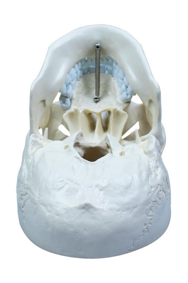 Kafatası Anatomisi Modeli Maket - 3