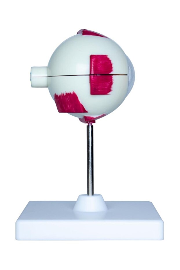Göz Anatomisi Maket Modeli - 3