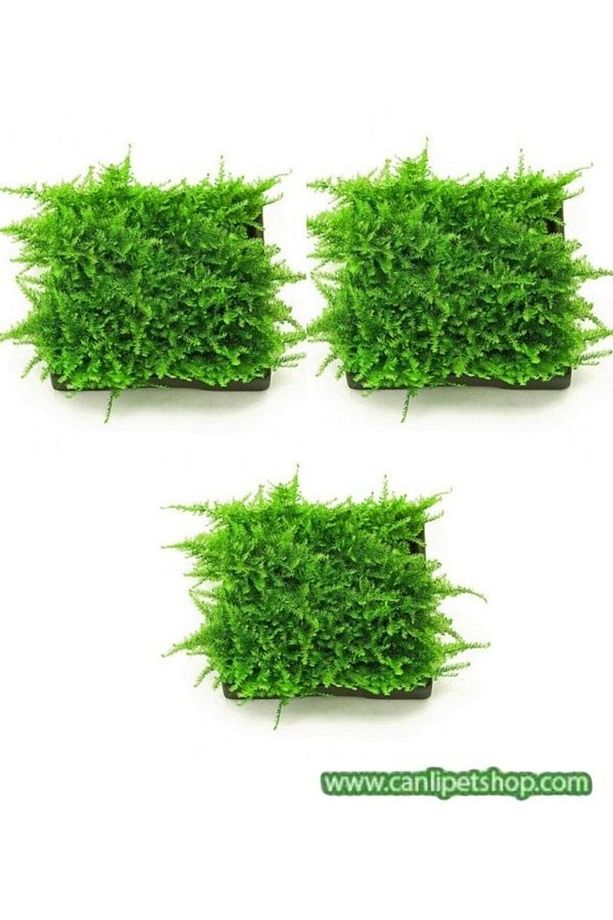 Moss "java Moss" 3 Adet 5*5 Cm2 Yeni Sarım - 1