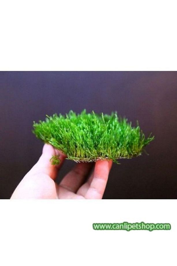 Moss "java Moss" 3 Adet 5*5 Cm2 Yeni Sarım - 2