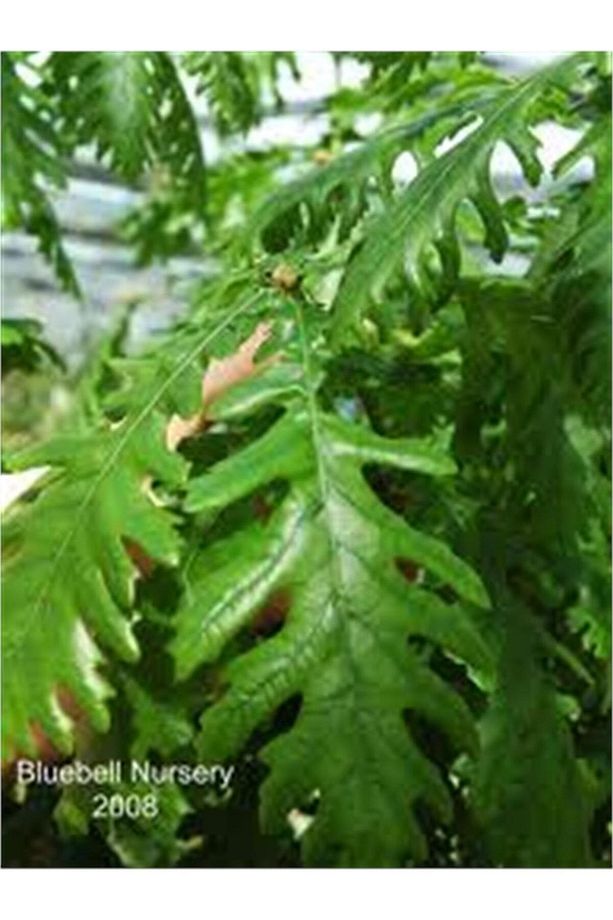Quercus Frainetto Macar Meşe Fidanı - 1