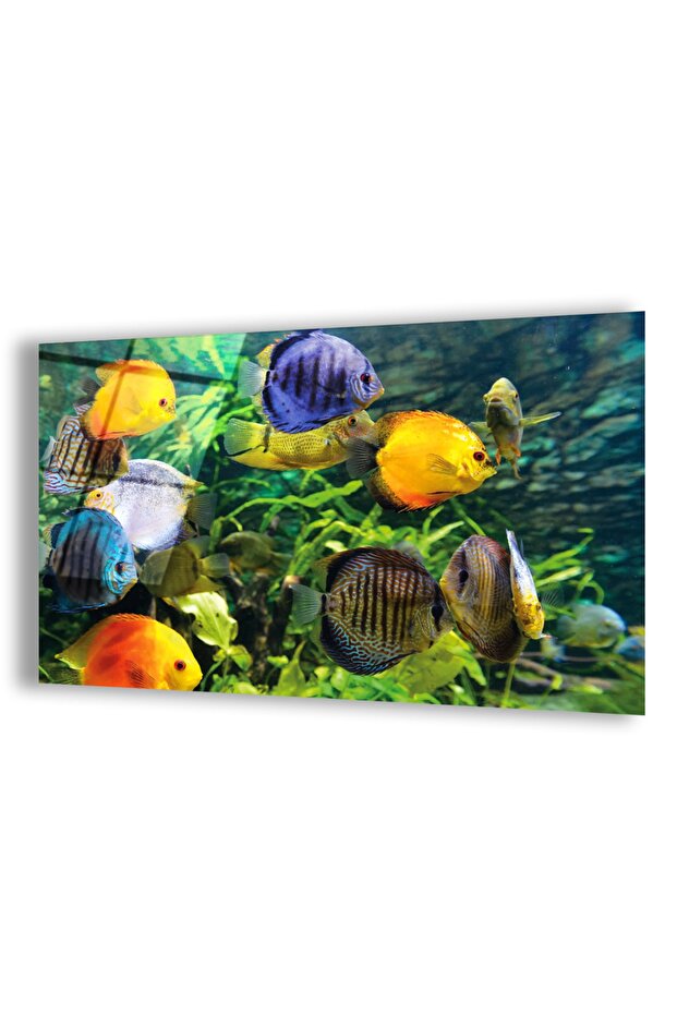 Unbreakable Glass Colorful Fishes Table