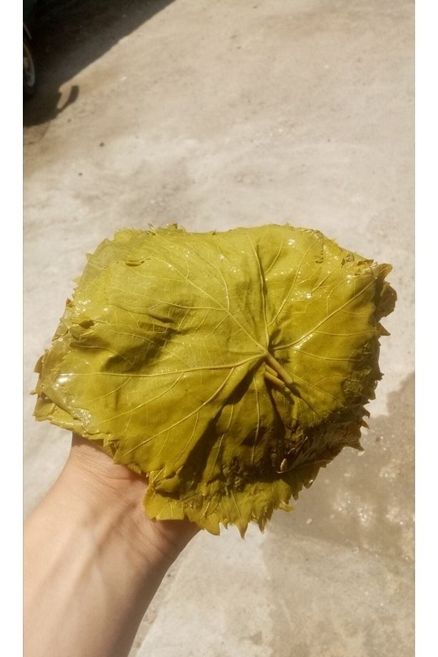 Manisa Salamura Uç Yaprağı - 4