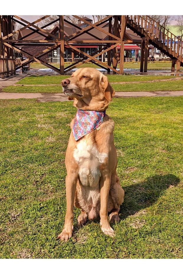 طقم طوق كلب منقوش على شكل دونات - 7