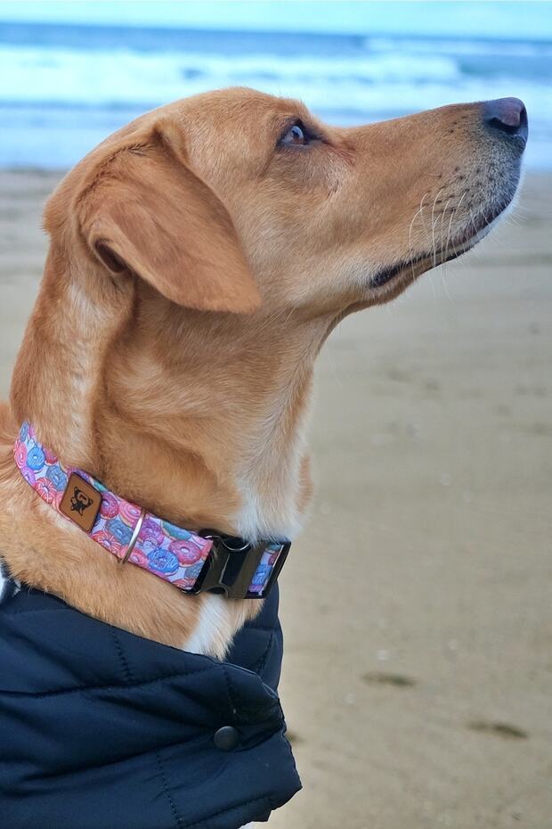 طقم طوق كلب منقوش على شكل دونات - 2