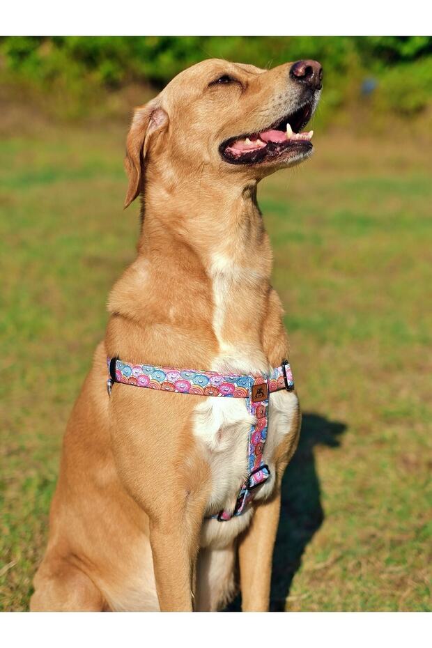 طقم طوق كلب منقوش على شكل دونات - 4