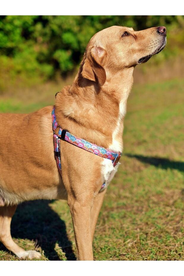 طقم طوق كلب منقوش على شكل دونات - 3