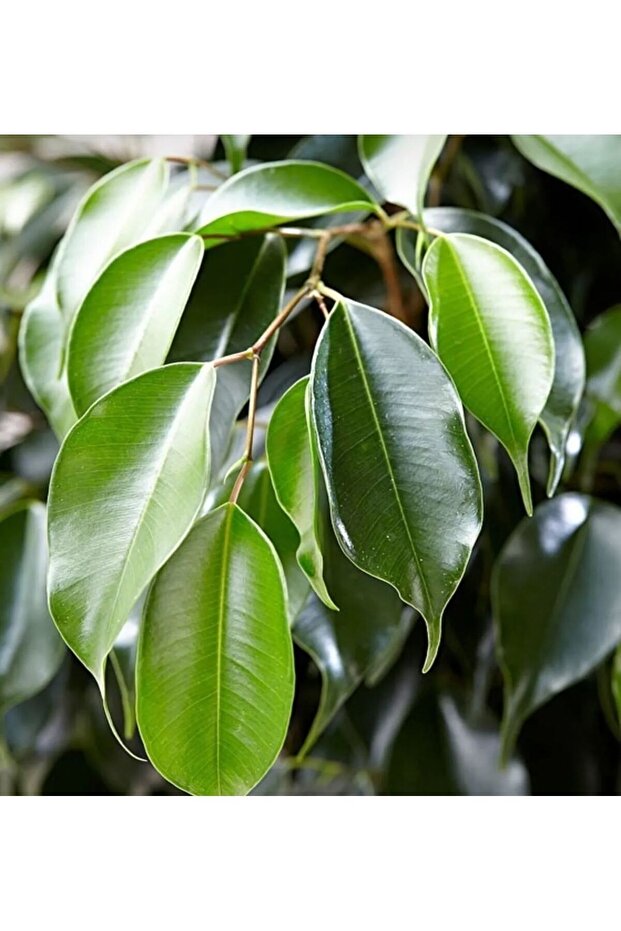 Ficus Benjamin - 2
