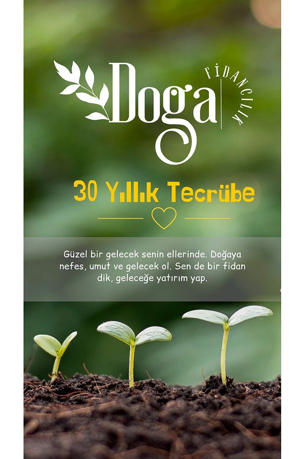 ( 7 Adet ) Yediveren Sarı Lop Incir Fidanı 3 Yaş - 7