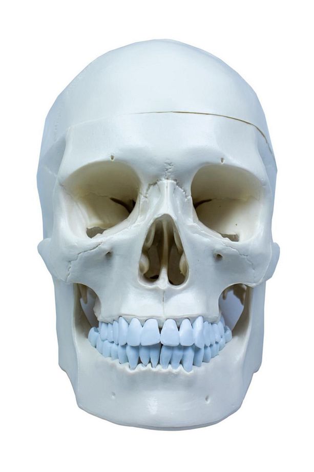 Kafatası Anatomisi Modeli Maket - 1
