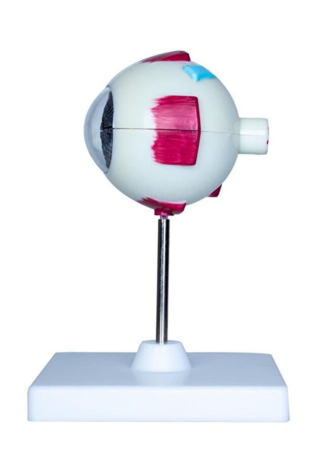 Göz Anatomisi Maket Modeli - 2