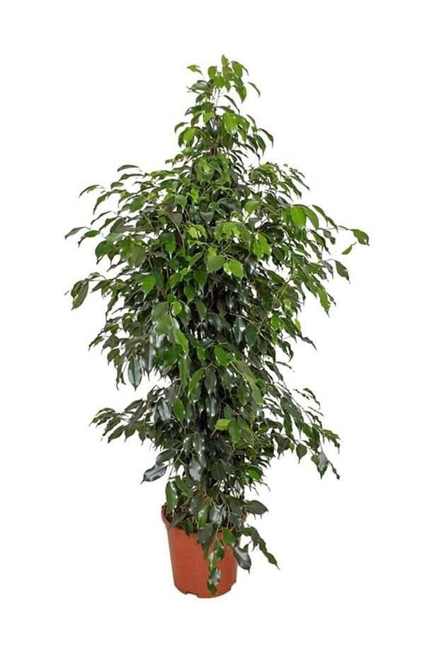 Benjamin Bitkisi 130 140 Cm Ficus Benjamina Danielle Salon Bitkisi Ofis Bitkisi Ev Bitkisi - 1