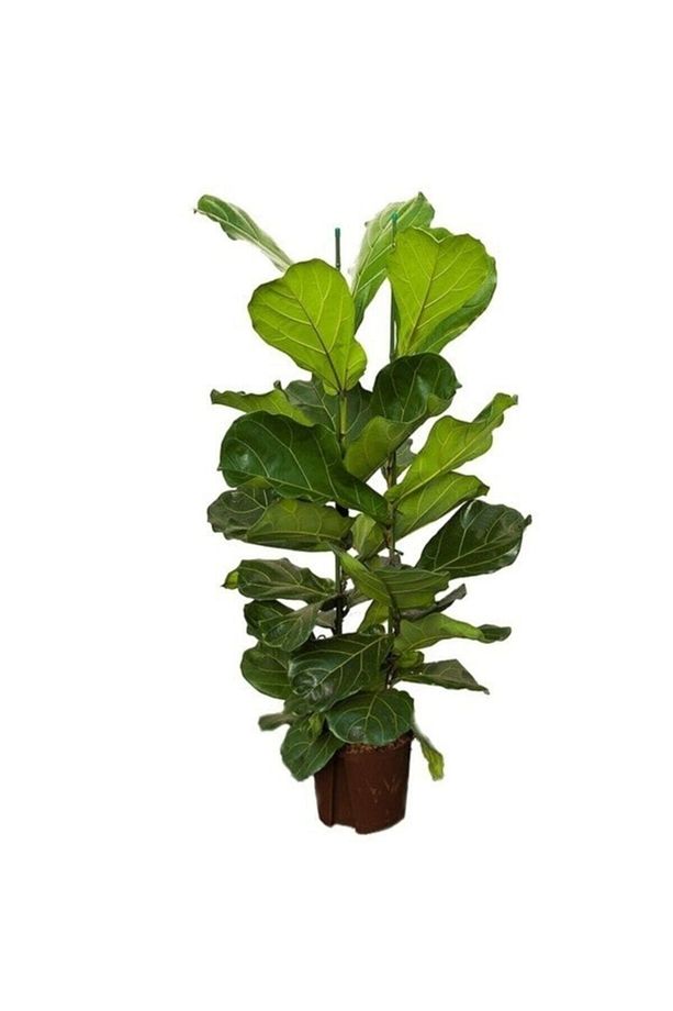 Ficus Lyrata (KEMAN YAPRAKLI KAUÇUK)-2 Köklü Kauçuk Bitkisi - 1