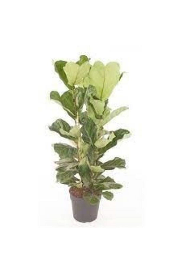 Ficus Lyrata (KEMAN YAPRAKLI KAUÇUK)-2 Köklü Kauçuk Bitkisi - 3