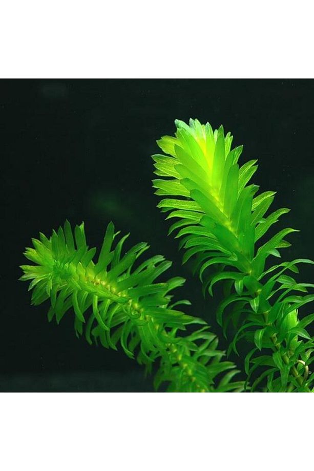 5 Kök (DAL) 15-25 Cm Canlı Akvaryum Bitkisi Elodea Densa Canlı Bitki - 3