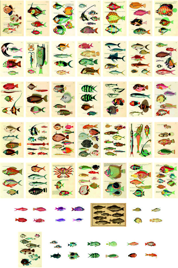 Fish Themed Postcard Set (43 pieces of 10x15 cm)