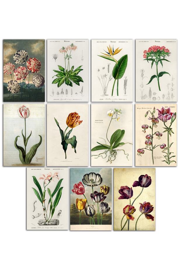 Tulip Themed Postcard Set (11 pieces of 10x15 cm)