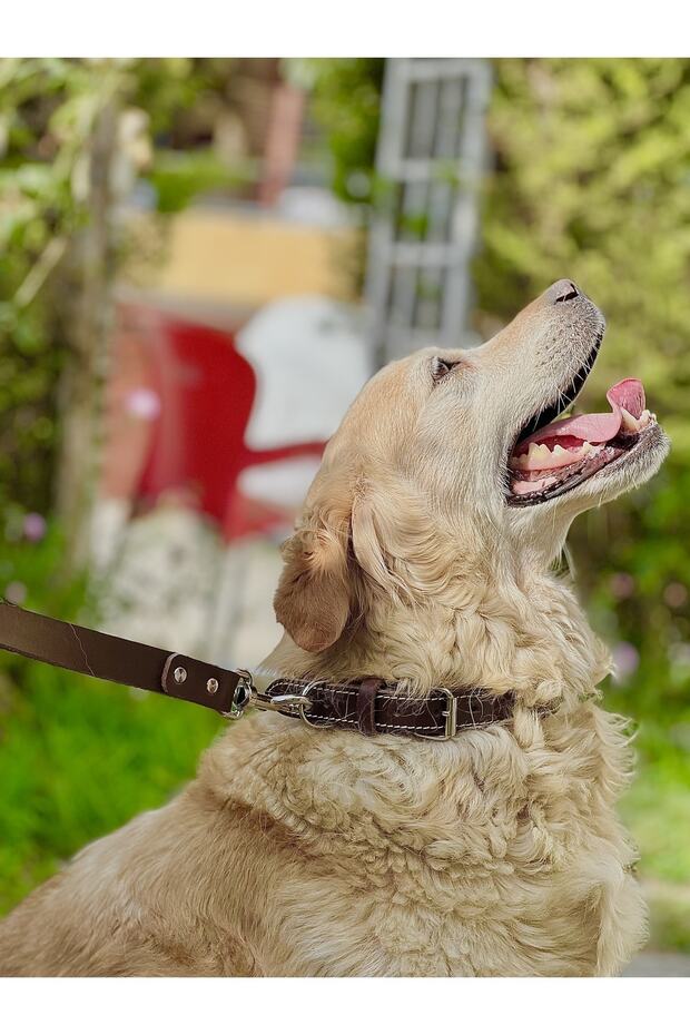 Kahverengi Deri Köpek Gezdirme Kayışı - Bitkisel Tabaklanmış Deri - 3