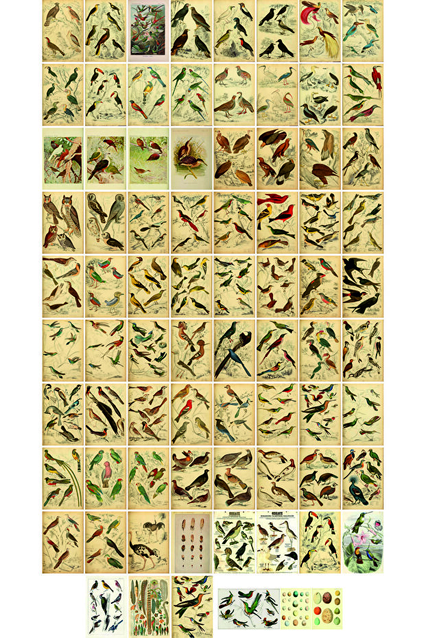 Birds Themed Postcard Set (78 pieces of 10x15 cm)