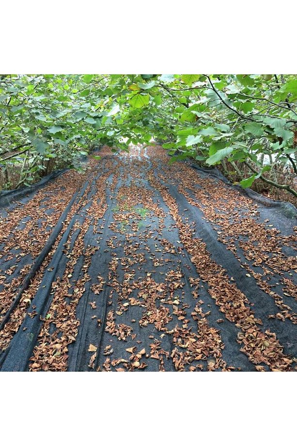 4x5 METRE FINDIK SERGİSİ FINDIK TOPLAMA FİLESİ FINDIK KURUTMA ÖRTÜSÜ 40'LIK GÖLGELİK FINDIK ALTI FİL - 2