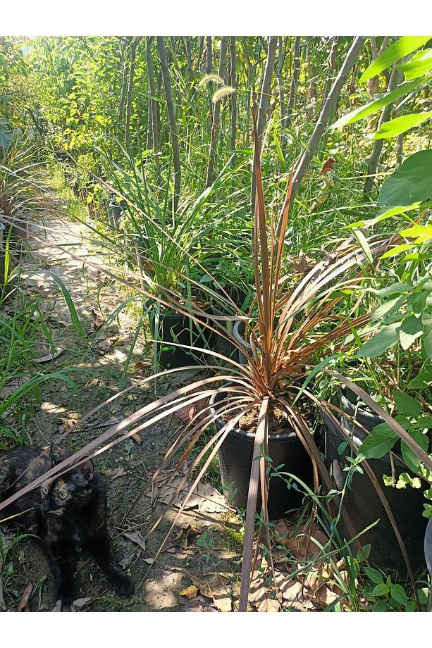 Dracena Bitkisi (40-70 cm) - 1
