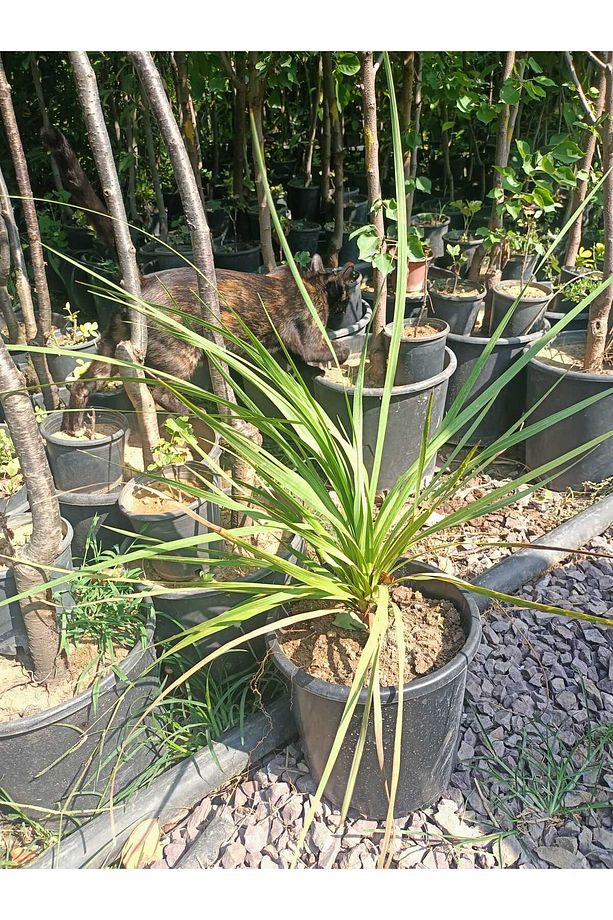 Dracena Bitkisi (40-70 cm) - 3