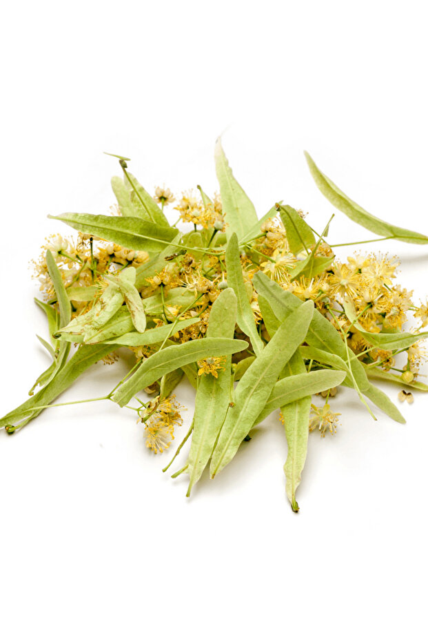 Ihlamur Ağacı Dev Boy - 1