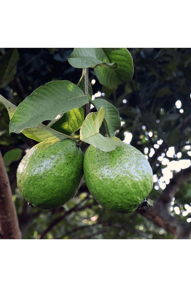 Guava Ağacı - 2