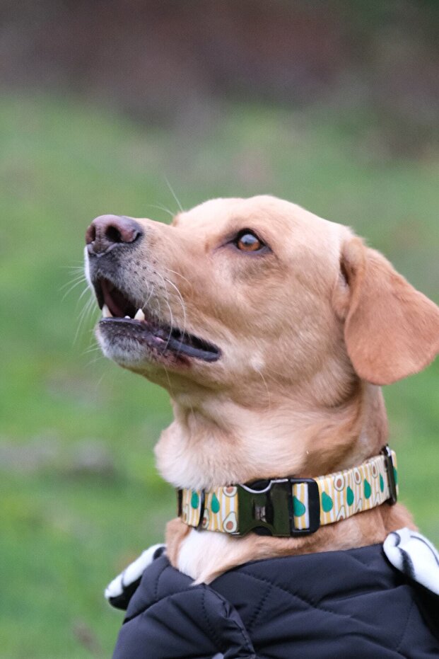 Avocado Dog Collar - 2