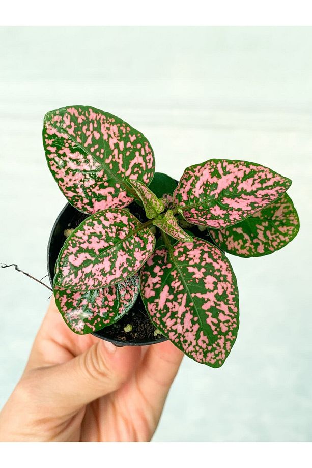 Mini Saksıda Pembe Hypoestes Bitkis Hostes Fittonia Çiçeği - 1
