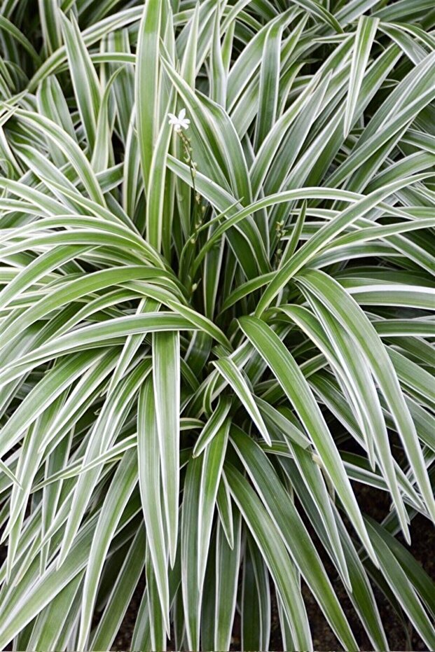 Kurdele Çiçeği - 3