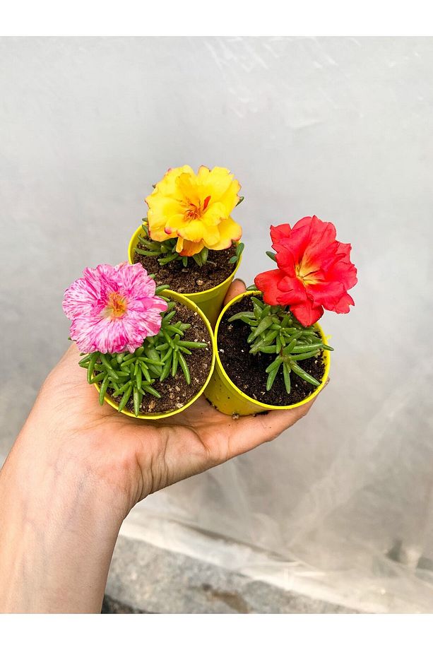Mini Saksıda 2 Adet Katmerli Ipek Kedi Tırnağı Bitkisi Çiçekli - 1