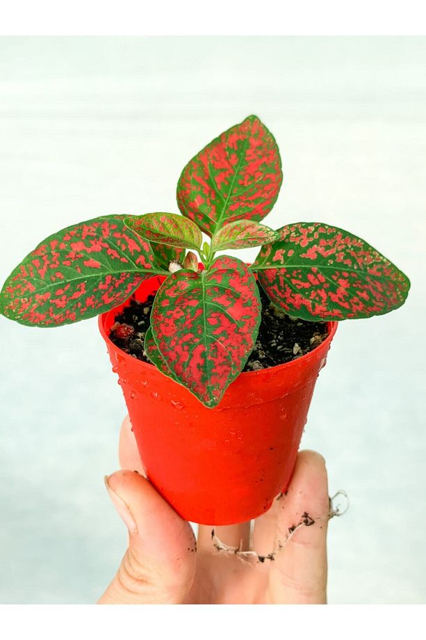 Mini Saksıda Kırmızı Hypoestes Bitkisi Hostes Fittonia Çiçeği - 2