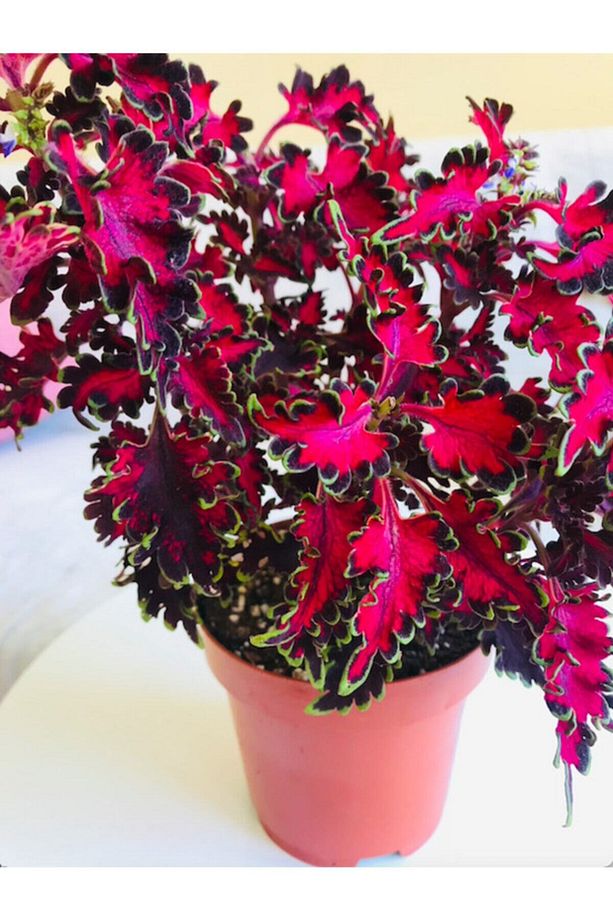 Coleus / Cam Güzeli / Yaprak Güzeli - 1