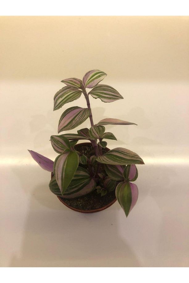 Telgraf Çiçeği Tradescantia Nanouk - 2