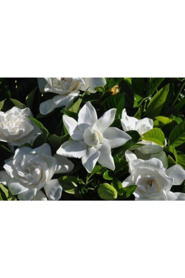 Gardenya Çiçeği Fidanı - 1