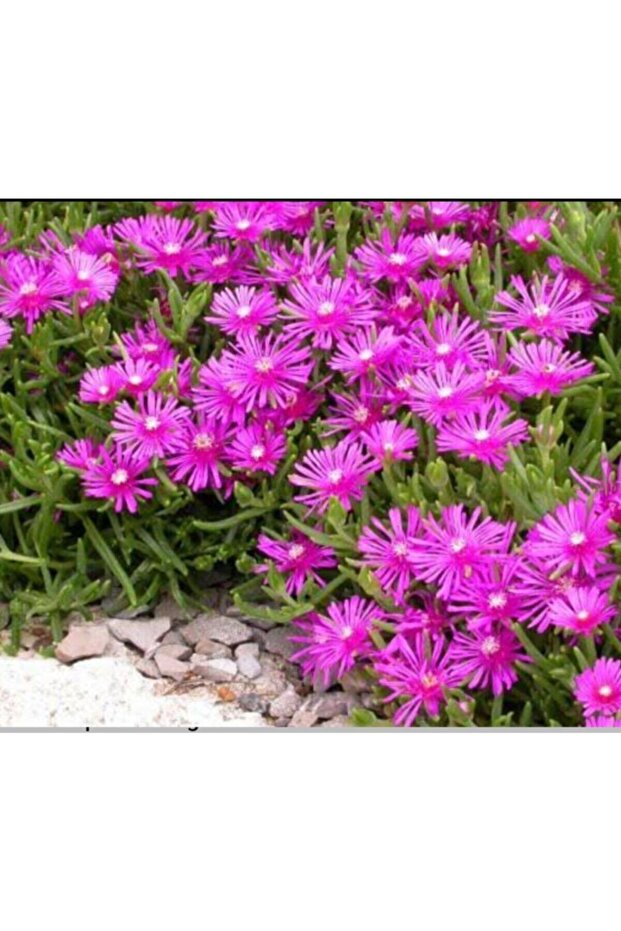 Acem Halısı Çiceği Viyolde - 1