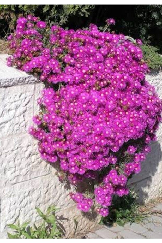 Acem Halısı Çiceği Viyolde - 2