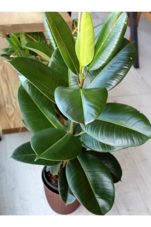 Kauçuk Bitkisi Çift Dal 100cm - 2