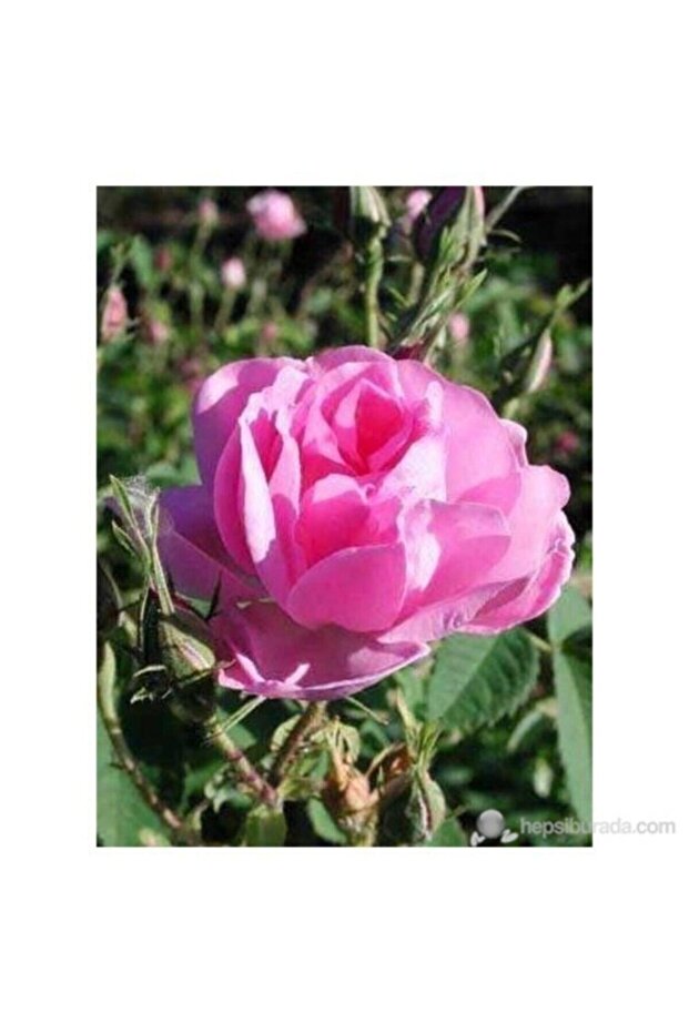 Isparta Gülü Fidesi Fidanı Poşetli Tüp 5 Adet - 1