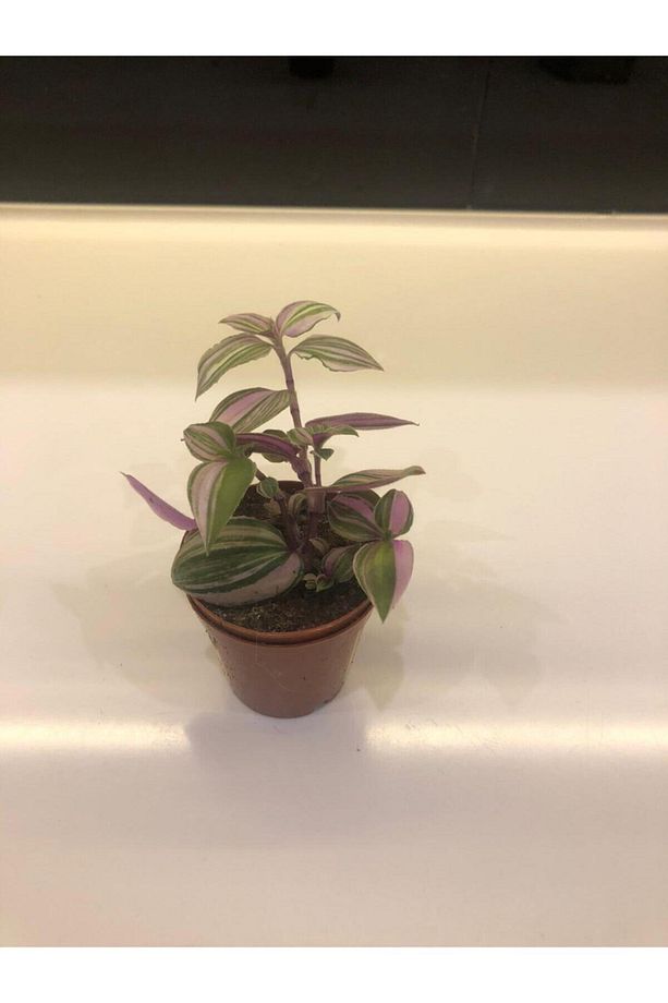 Telgraf Çiçeği Tradescantia Nanouk - 3