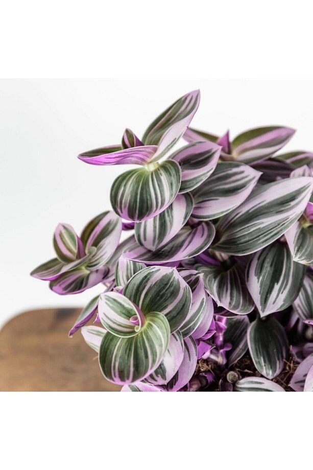 Telgraf Çiçeği Tradescantia Nanouk - 1
