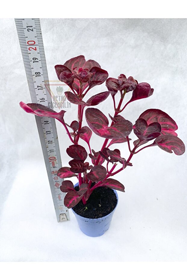 Çingene Şalvarı Bitkisi Iresine Herbstii 5.5 Cm Tüplü - 2