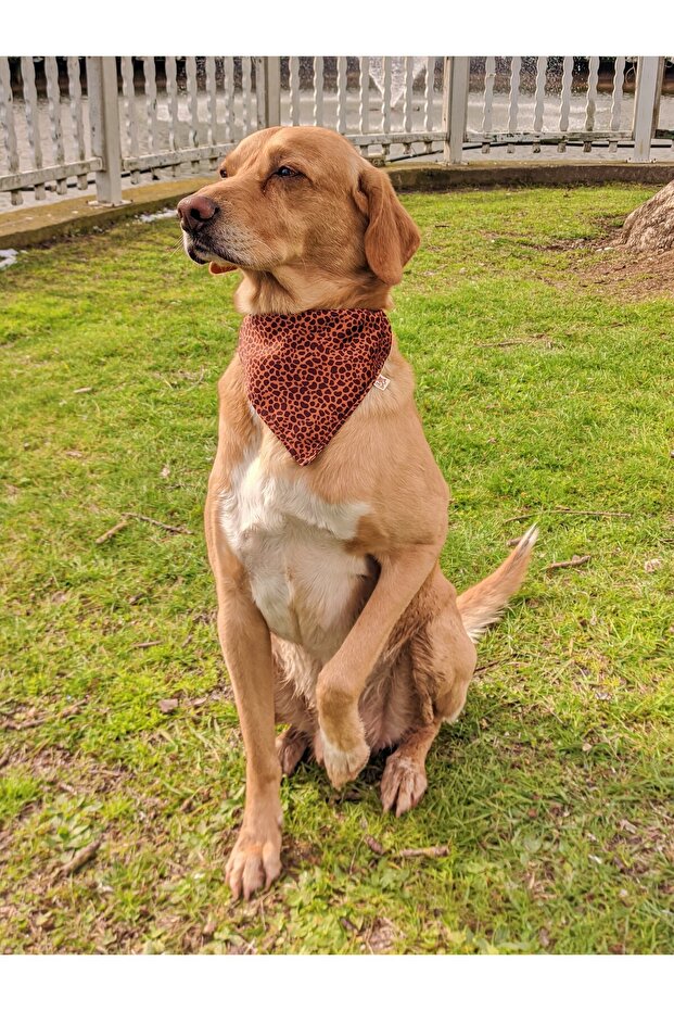 طقم طوق كلب بنقشة الفهد - 6