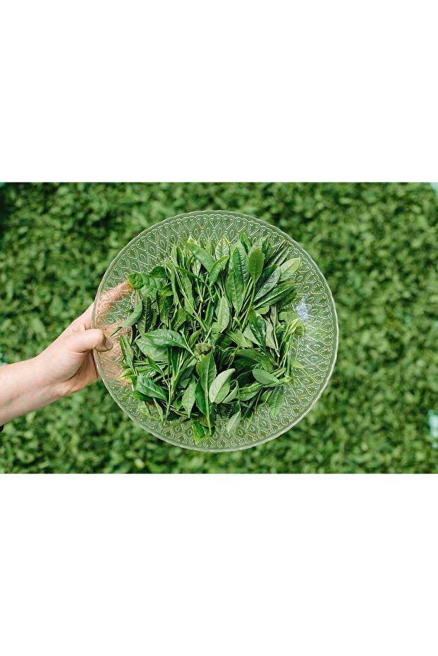 El Yapımı Yeşil Çay 50 G, Antioksidan, Katkısız, Sadece Üst Yapraklar - 8