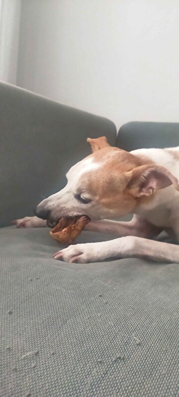 Chompo ödülünü çiğneyen köpek — müşteri fotoğrafı