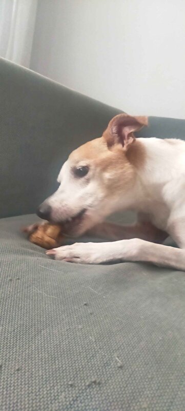 Chompo ödülünü yiyen köpek — müşteri fotoğrafı