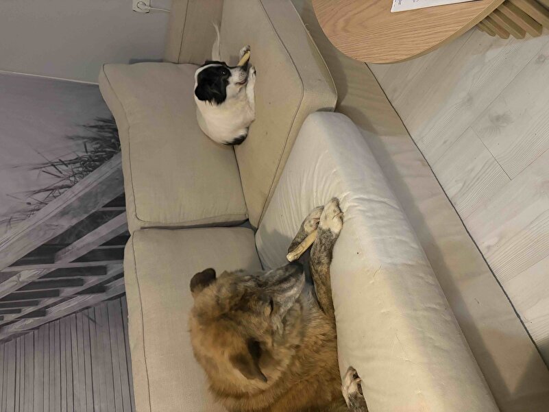 Chompo kuyruk kamışını çiğneyen iki köpek — müşteri fotoğrafı